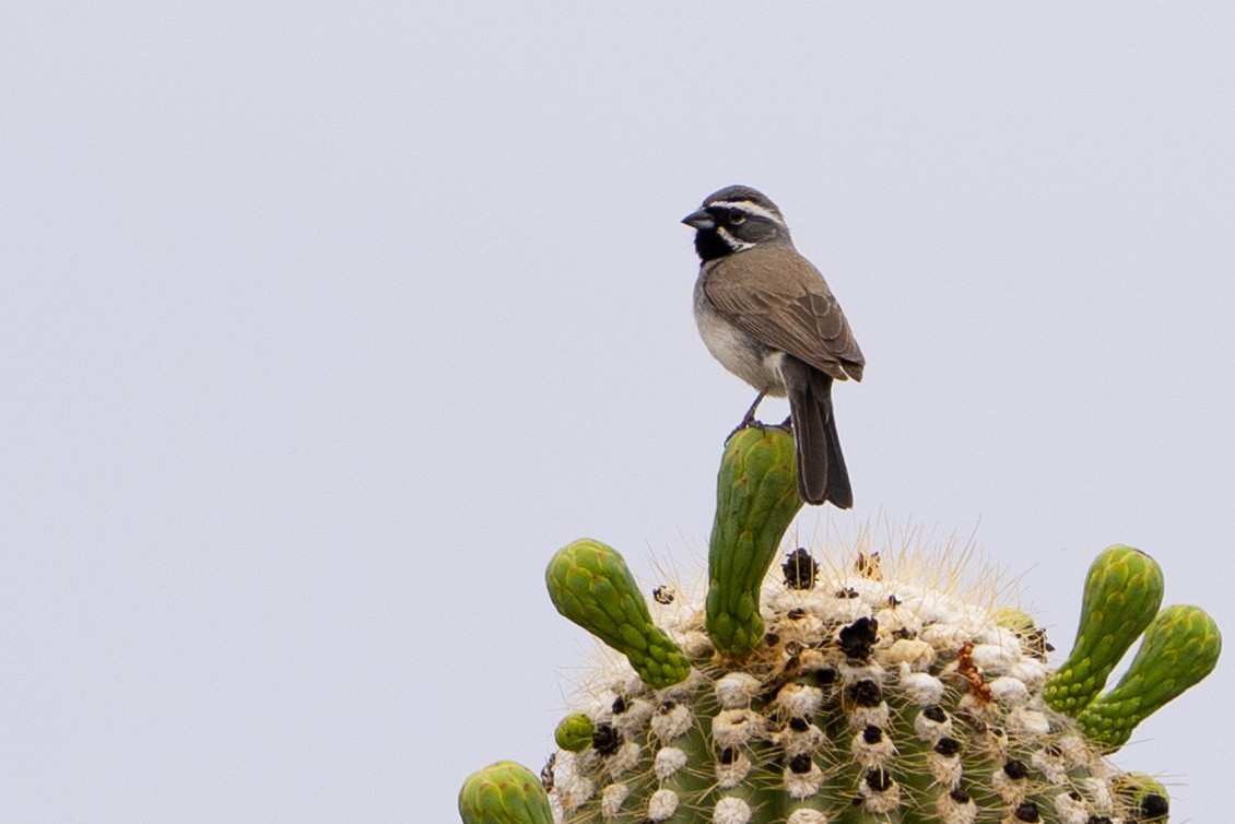 Black-throated Sparrow - ML637506651
