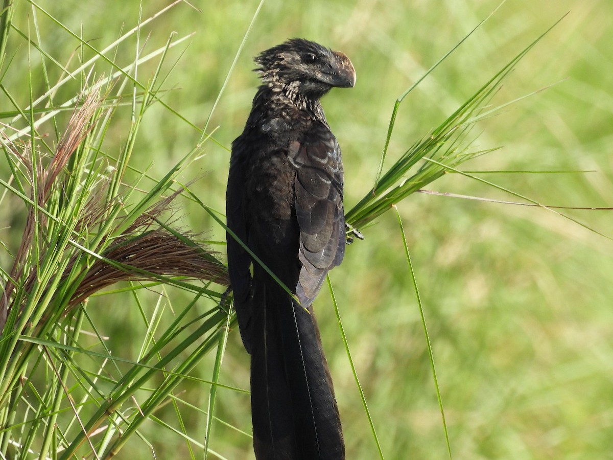 Smooth-billed Ani - ML637506659