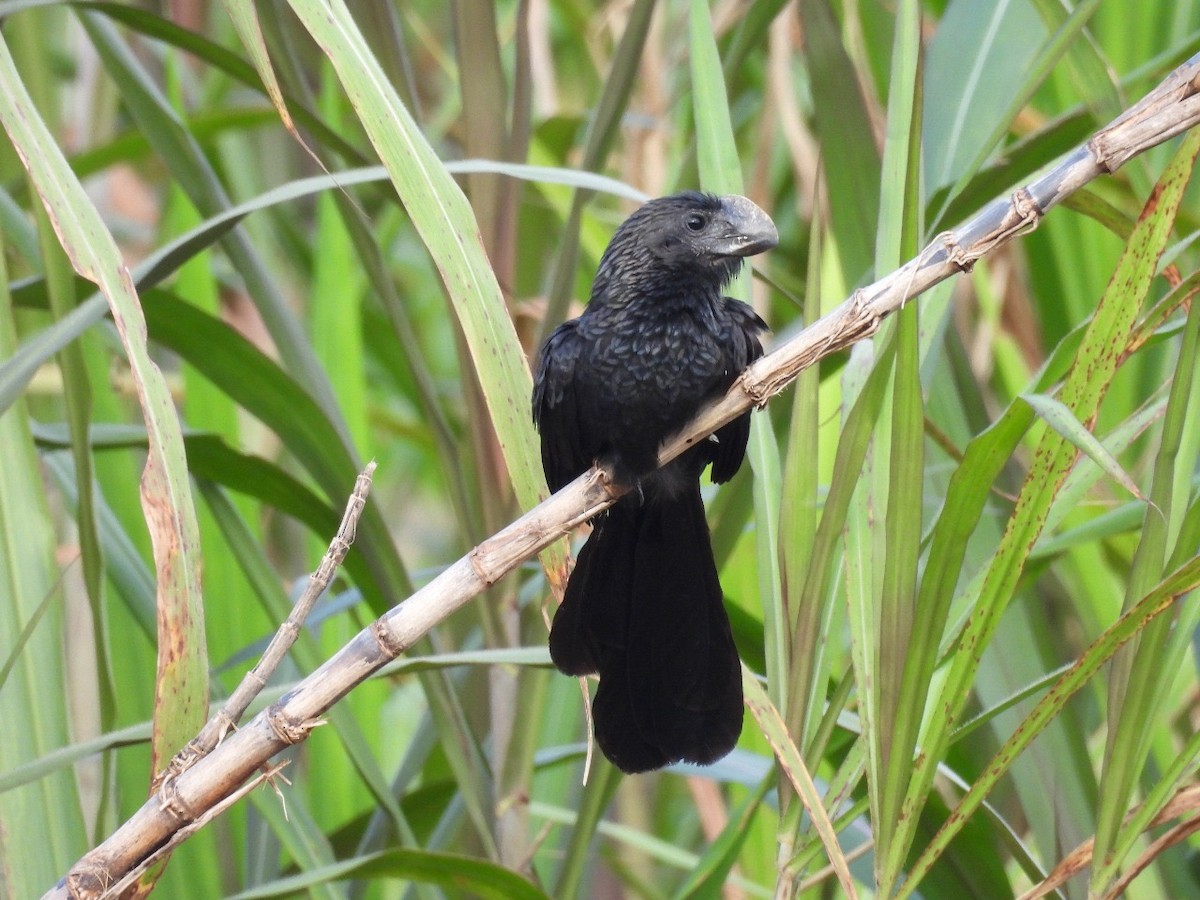 Smooth-billed Ani - ML637506660