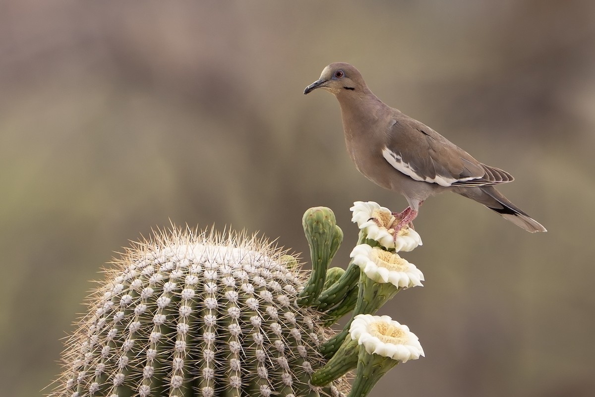 White-winged Dove - ML637506662