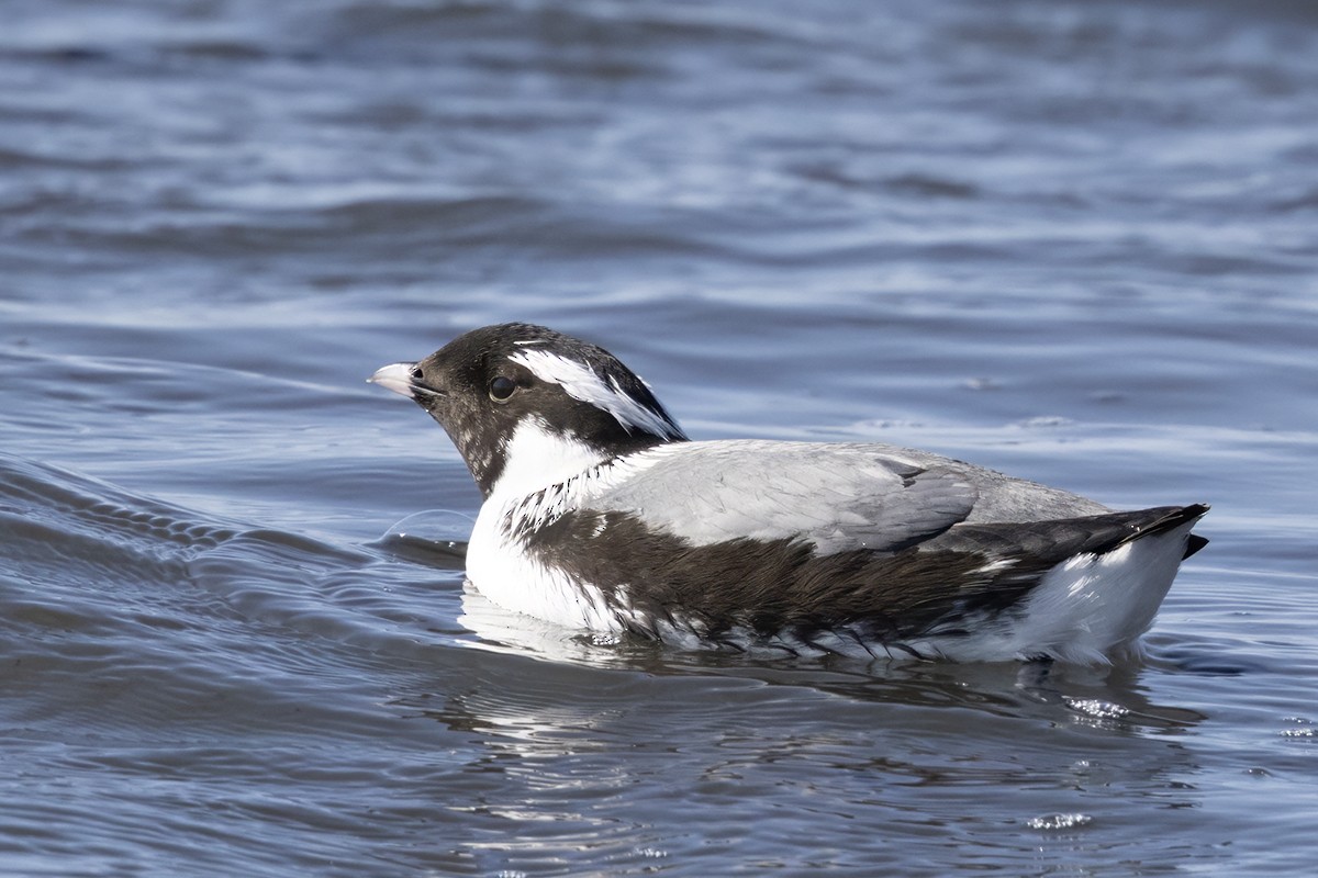 Ancient Murrelet - ML637506667