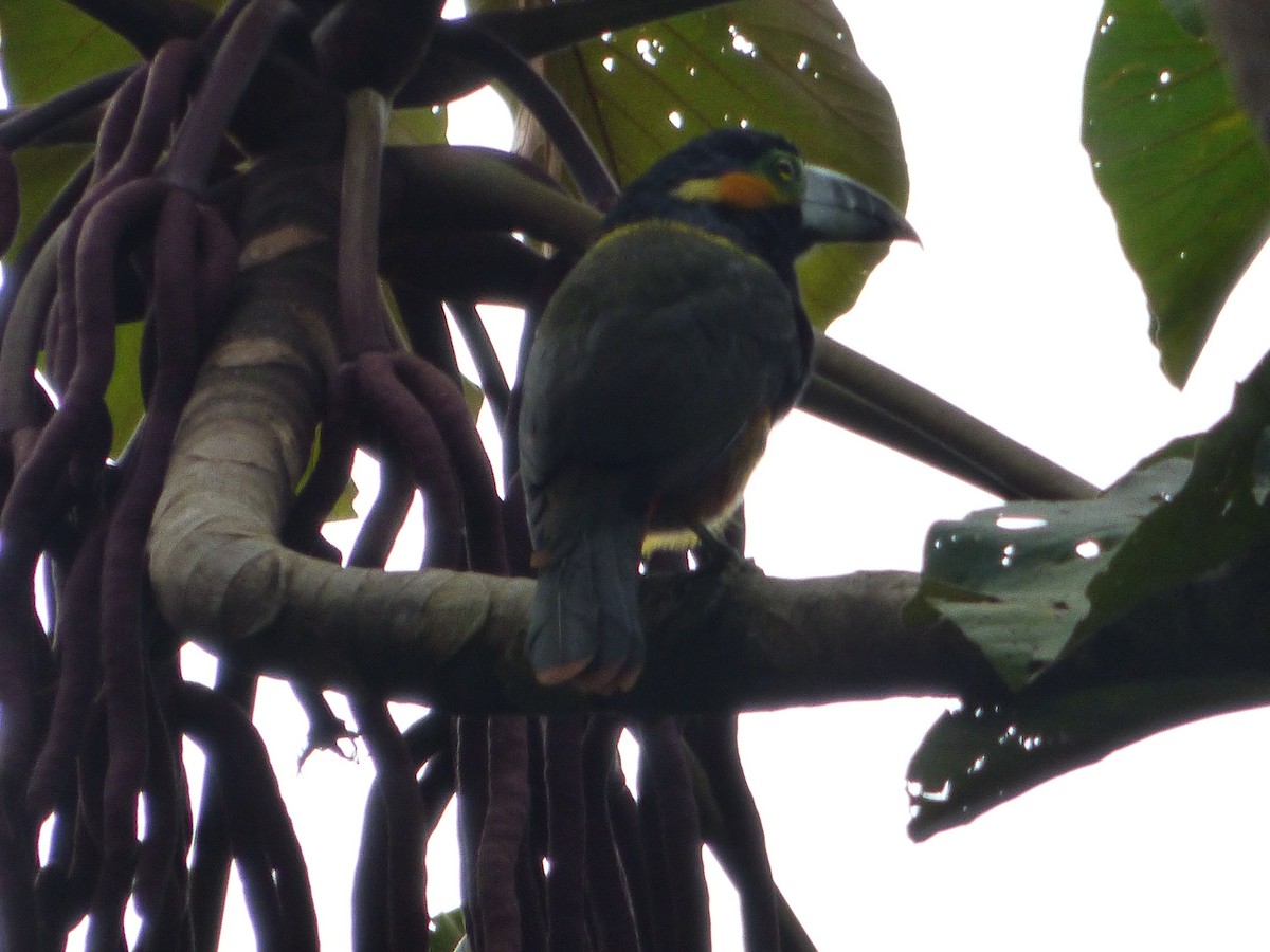 Spot-billed Toucanet - ML637506679