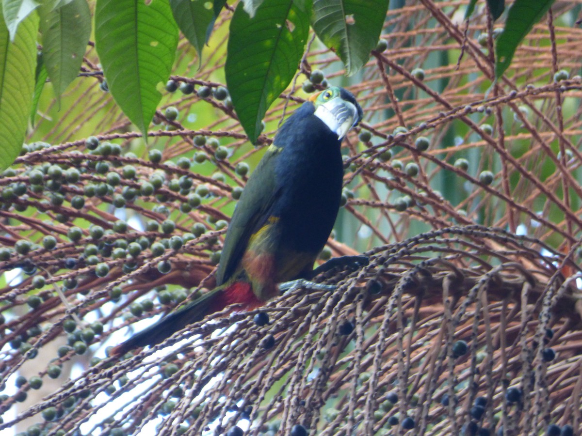 Spot-billed Toucanet - ML637506680