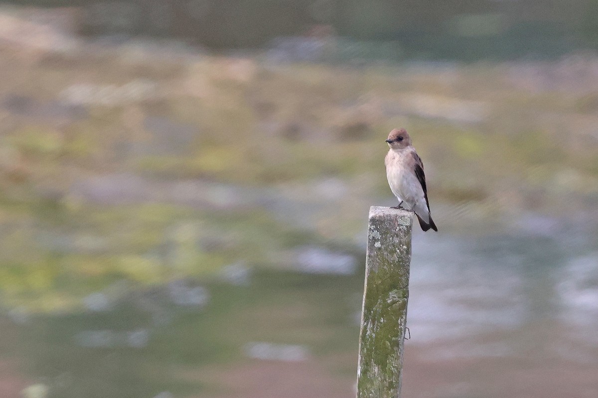 Northern Rough-winged Swallow - ML637506686