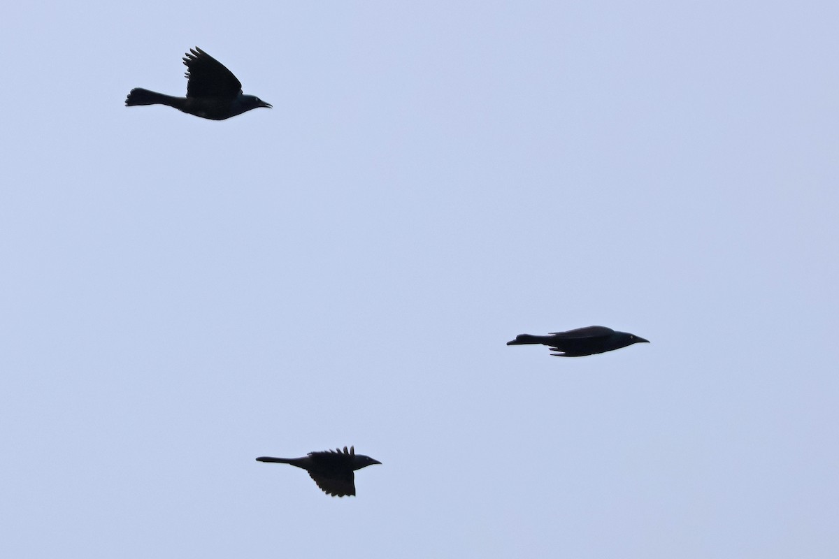 Common Grackle - ML637506695