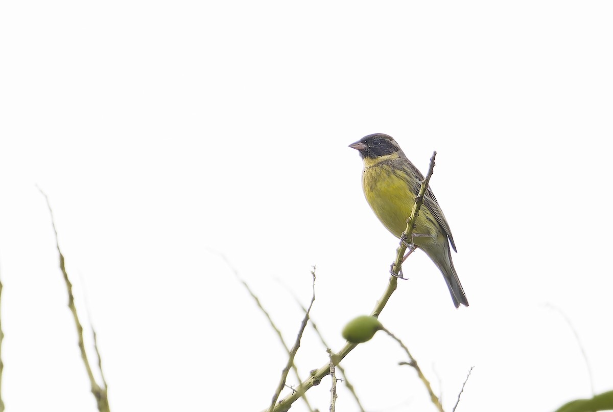 Yellow-breasted Bunting - ML637506744