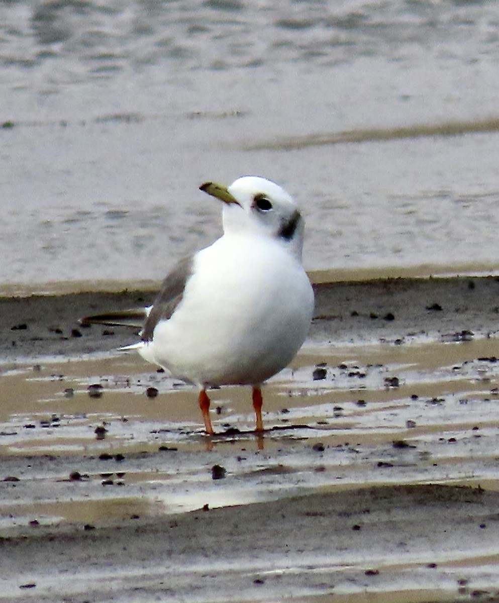 Red-legged Kittiwake - ML637506774