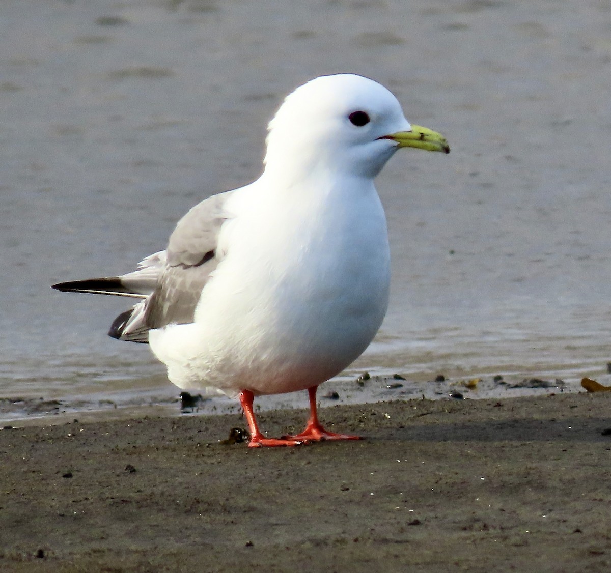 Red-legged Kittiwake - ML637506775