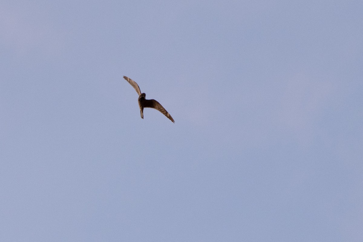 Lesser Nighthawk - ML637506796