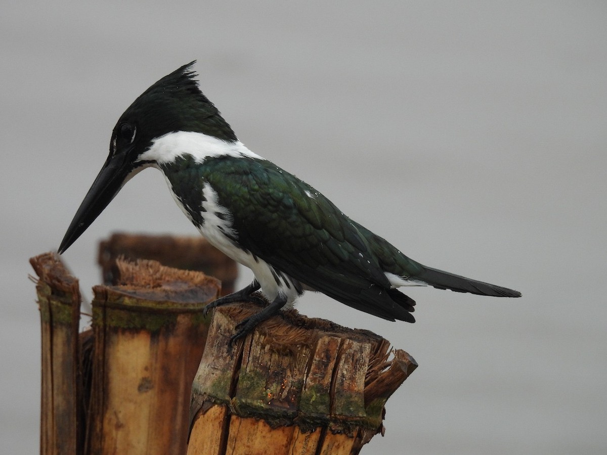 Amazon Kingfisher - ML637506898
