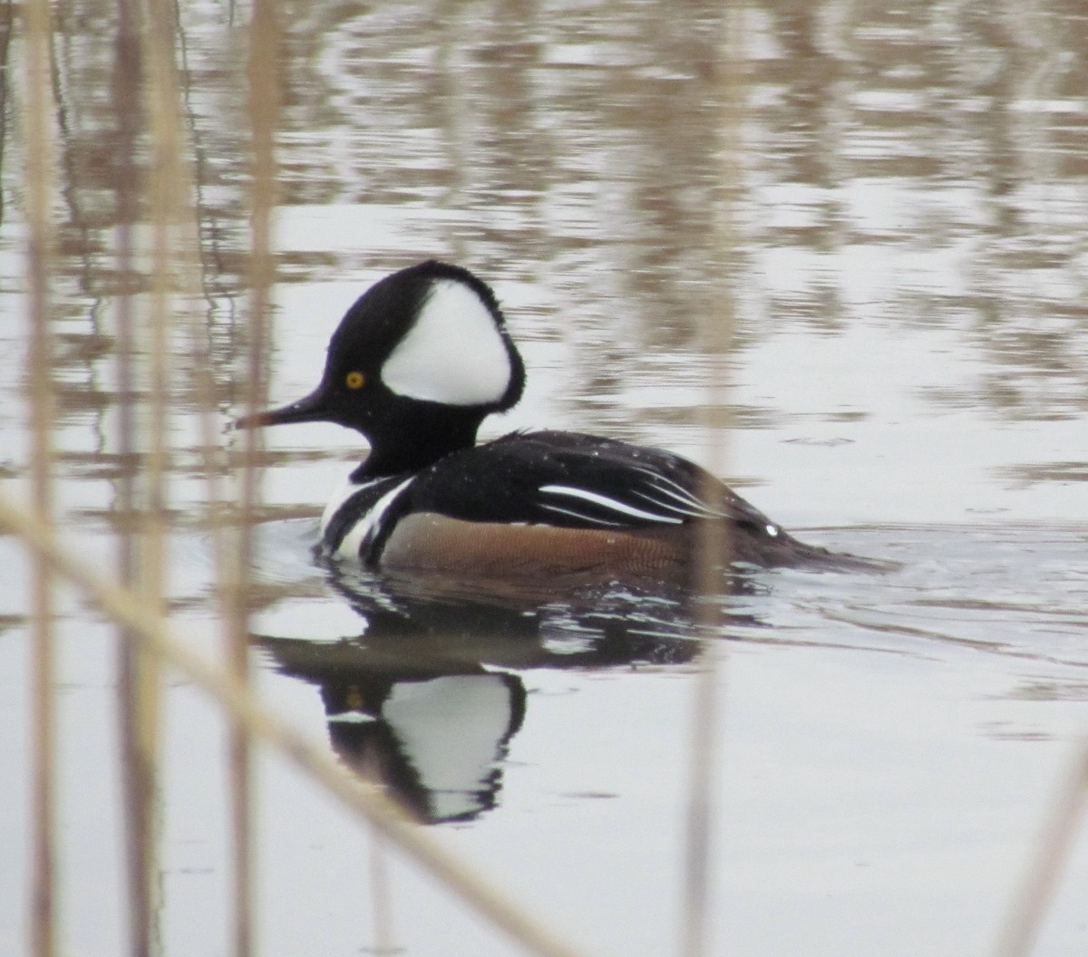 Hooded Merganser - ML637506905