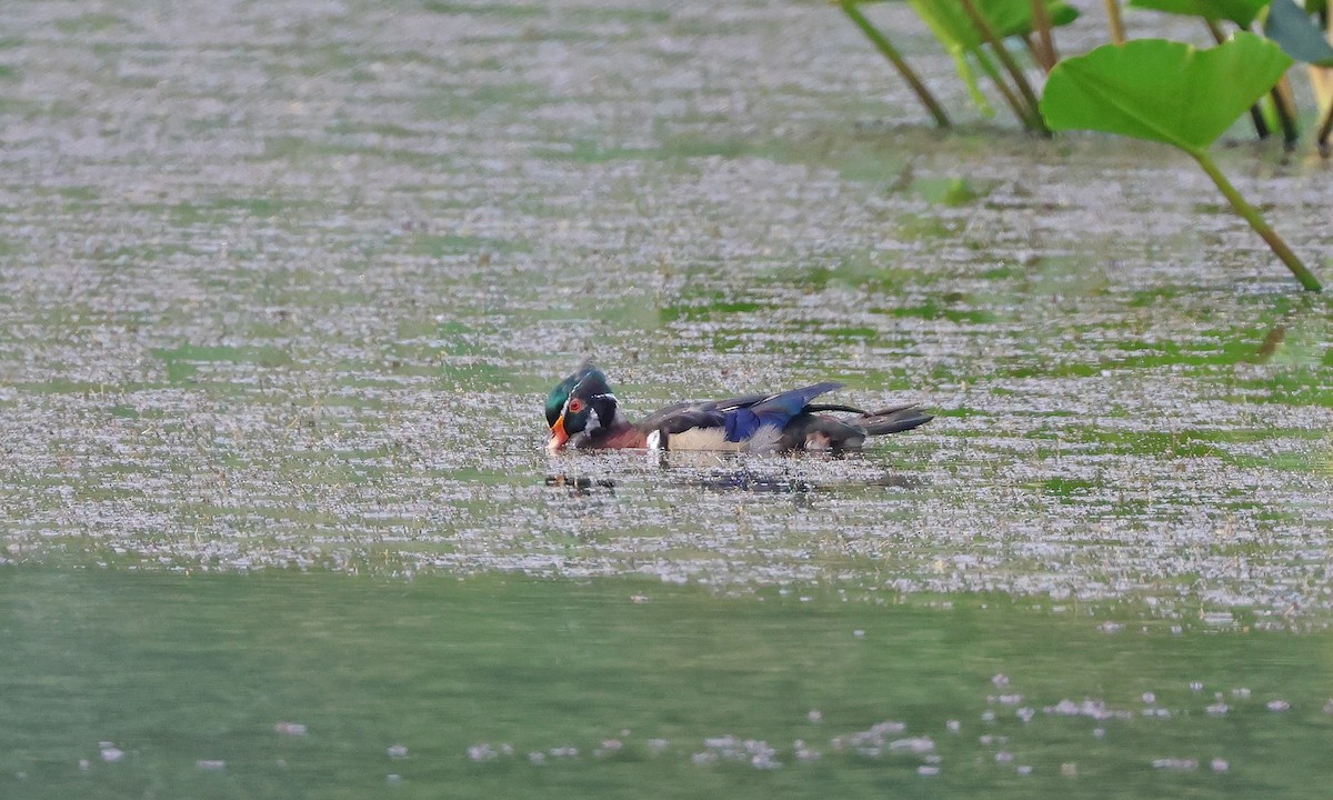 Wood Duck - ML637506909