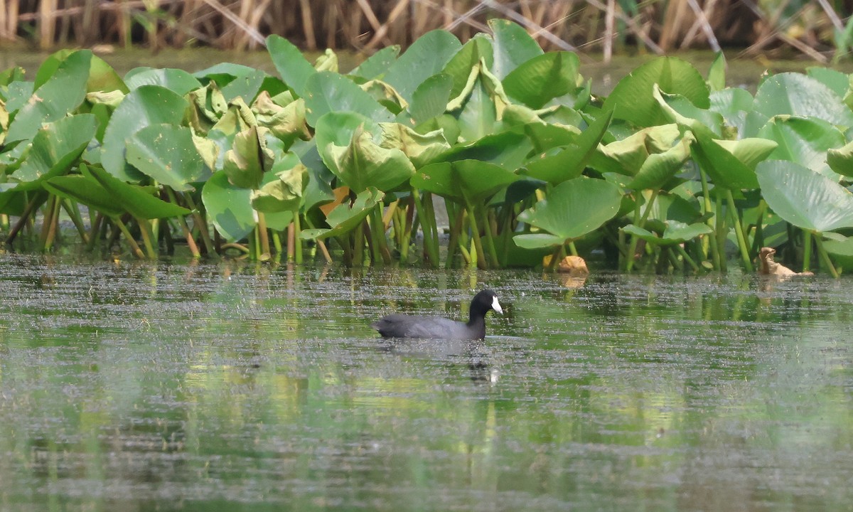 American Coot (Red-shielded) - ML637506913