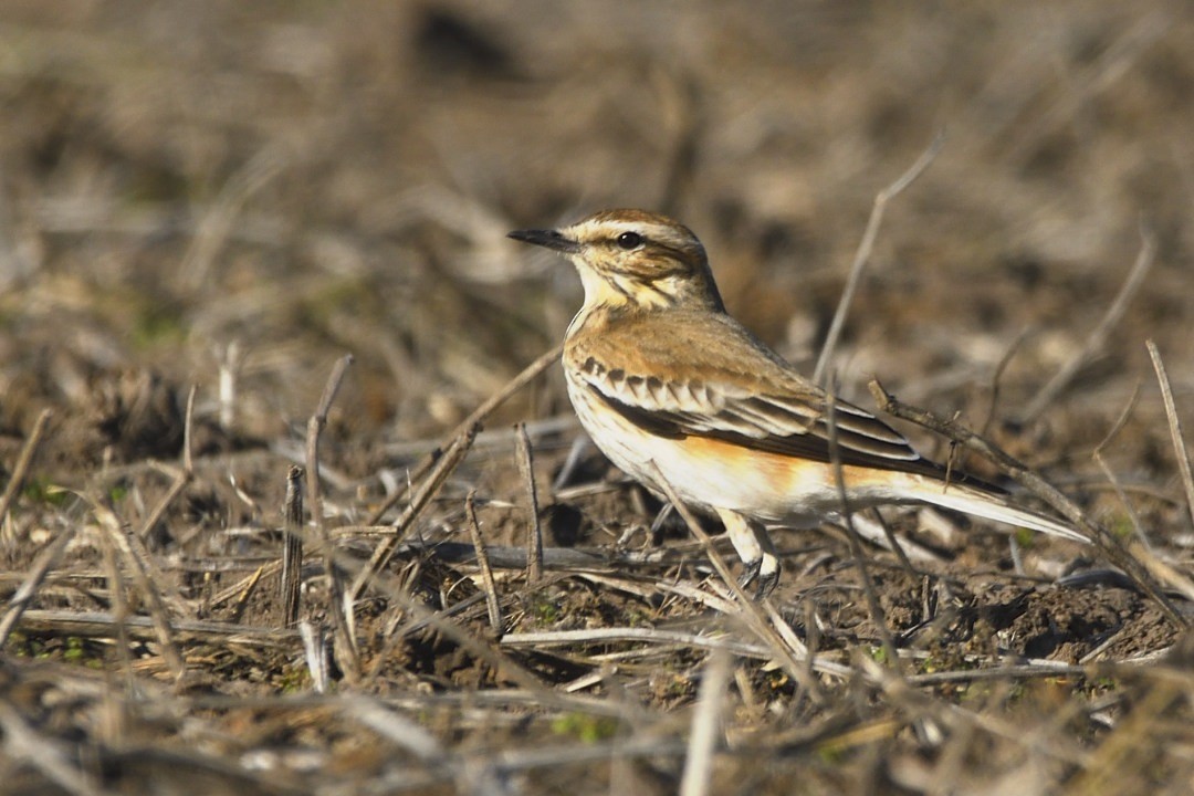 Rusty-backed Monjita - ML637506923