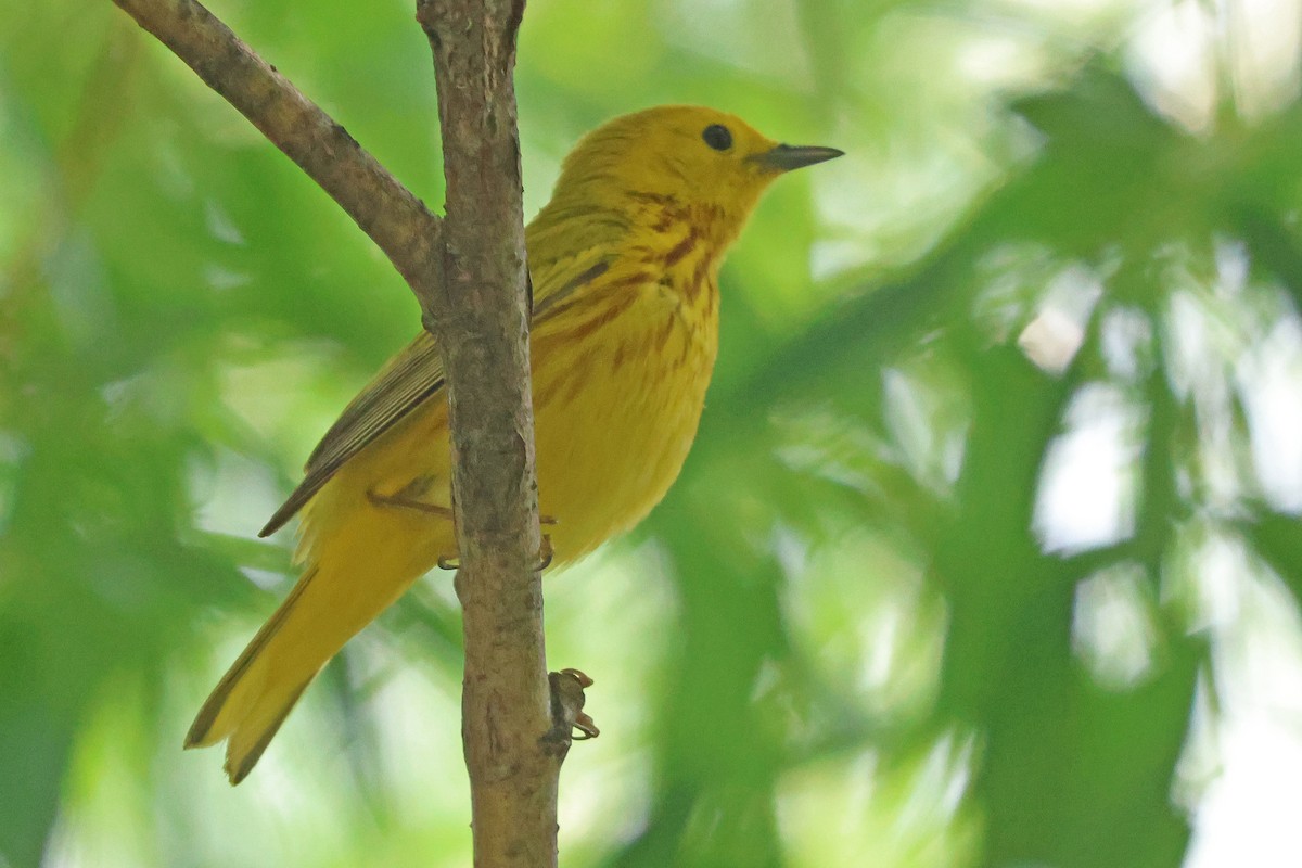 gulparula (aestiva gr.) - ML637506933