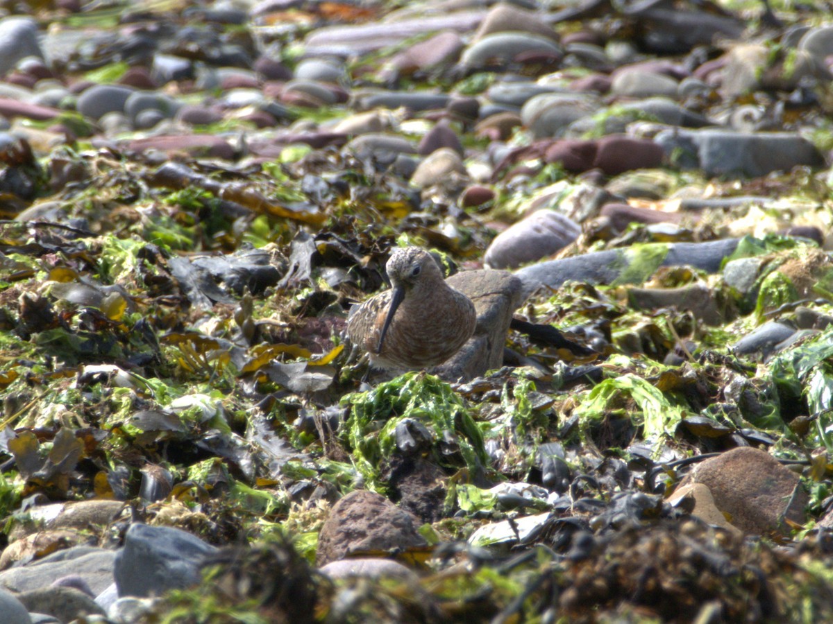 Curlew Sandpiper - ML637506971