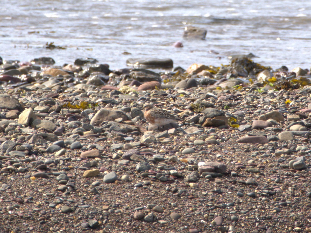 Curlew Sandpiper - ML637506972