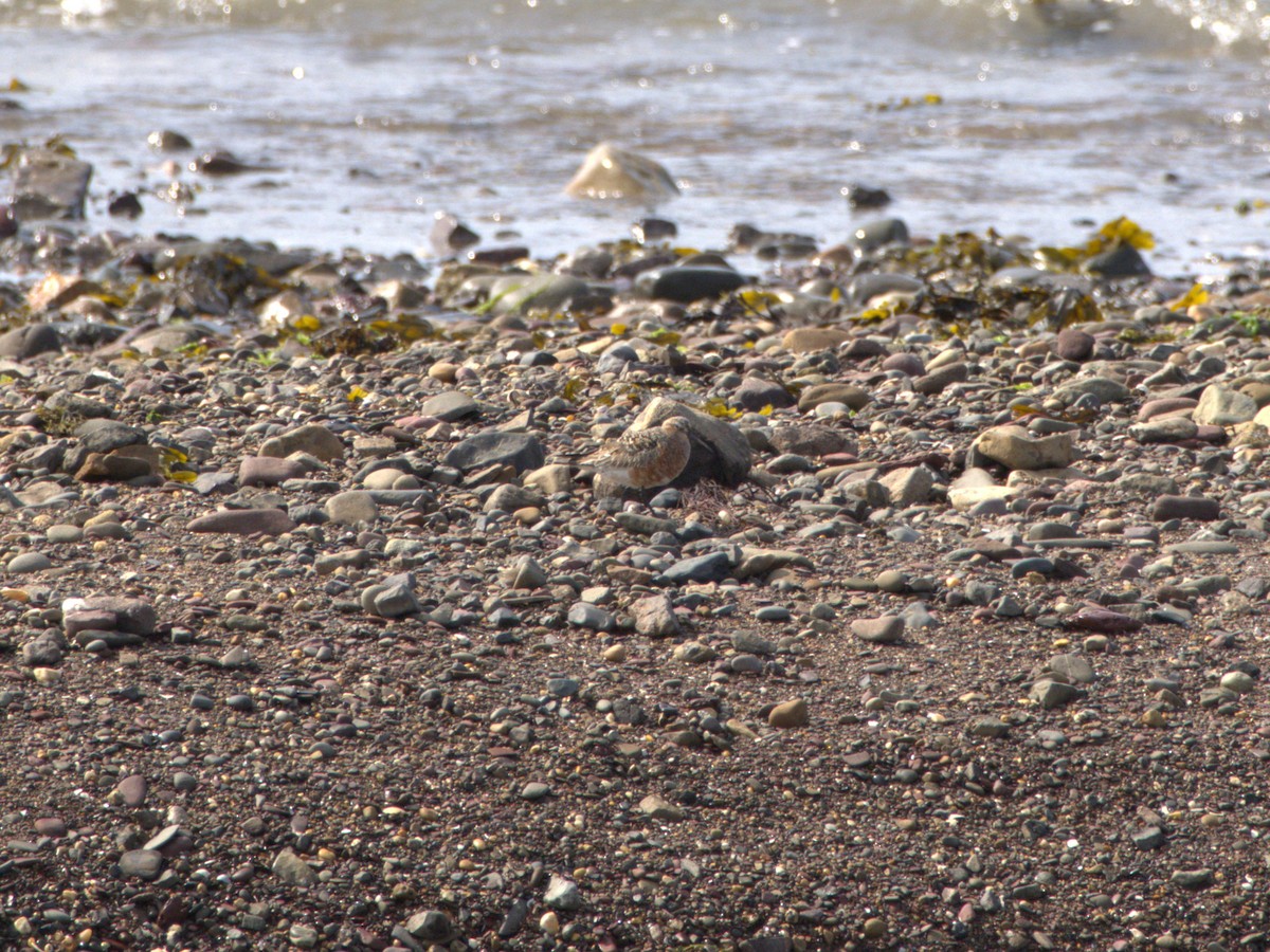 Curlew Sandpiper - ML637506973