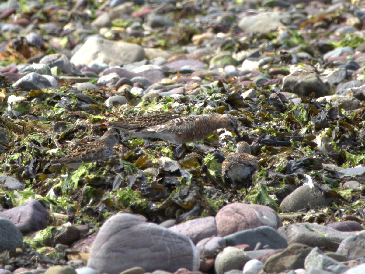 Curlew Sandpiper - ML637506975