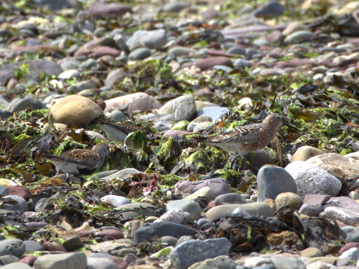 Curlew Sandpiper - ML637506976