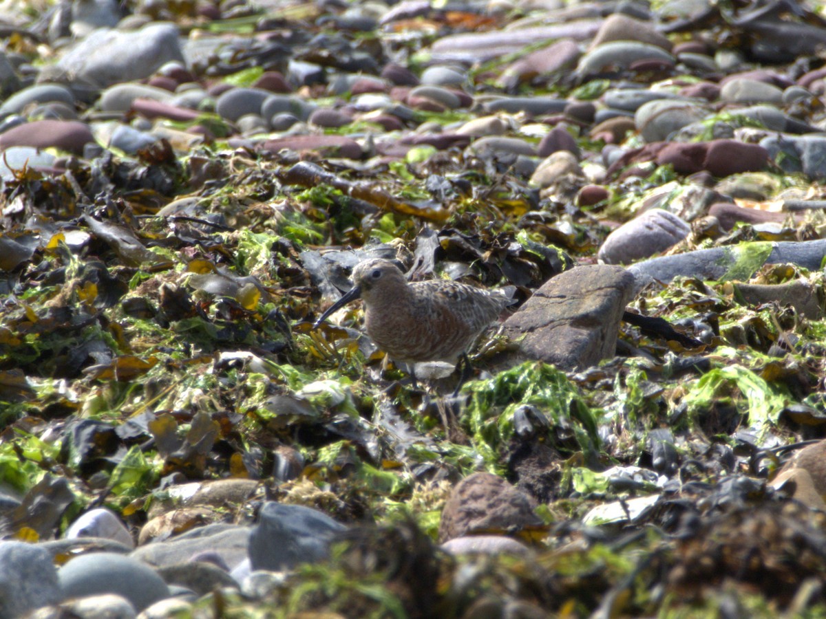 Curlew Sandpiper - ML637506977