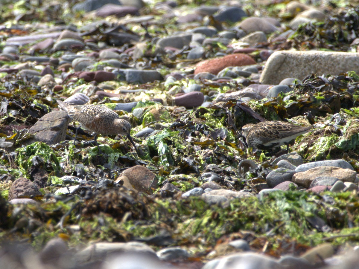 Curlew Sandpiper - ML637506978