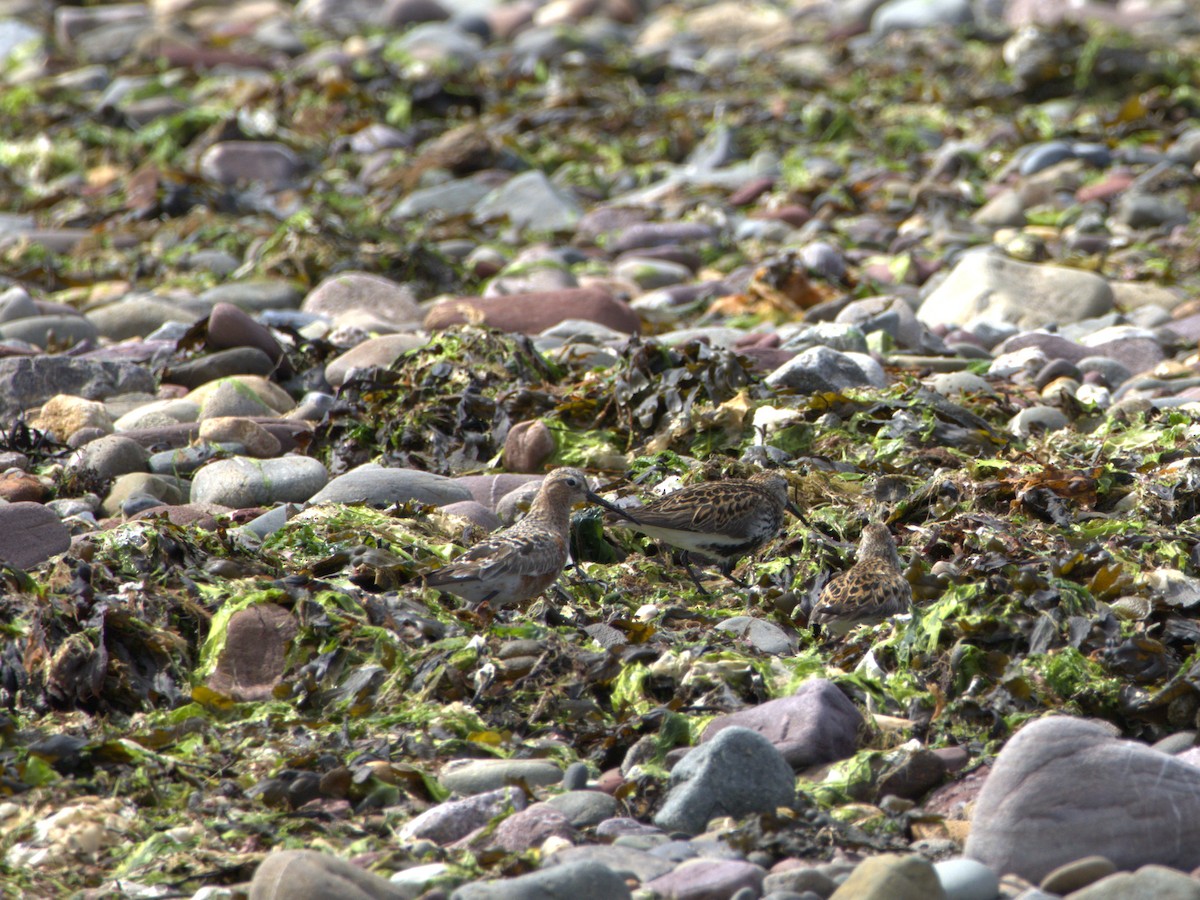 Curlew Sandpiper - ML637506979