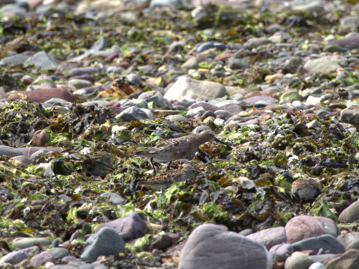Curlew Sandpiper - ML637506980