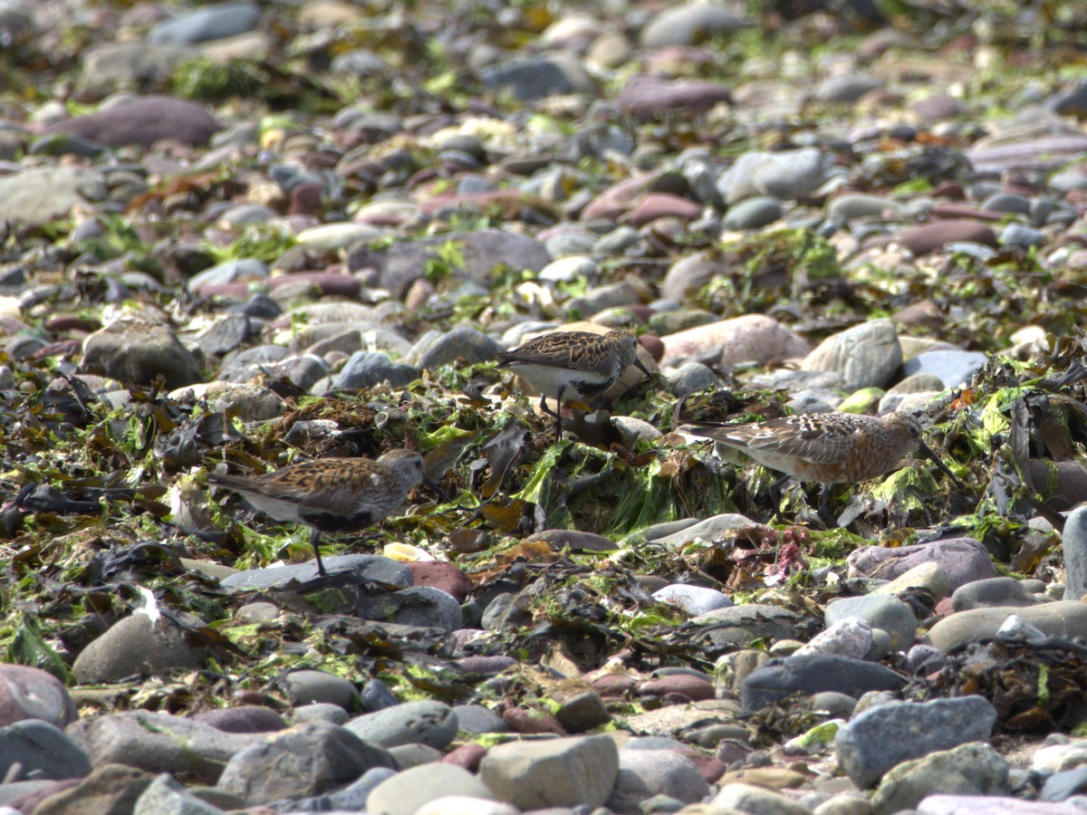 Curlew Sandpiper - ML637506981