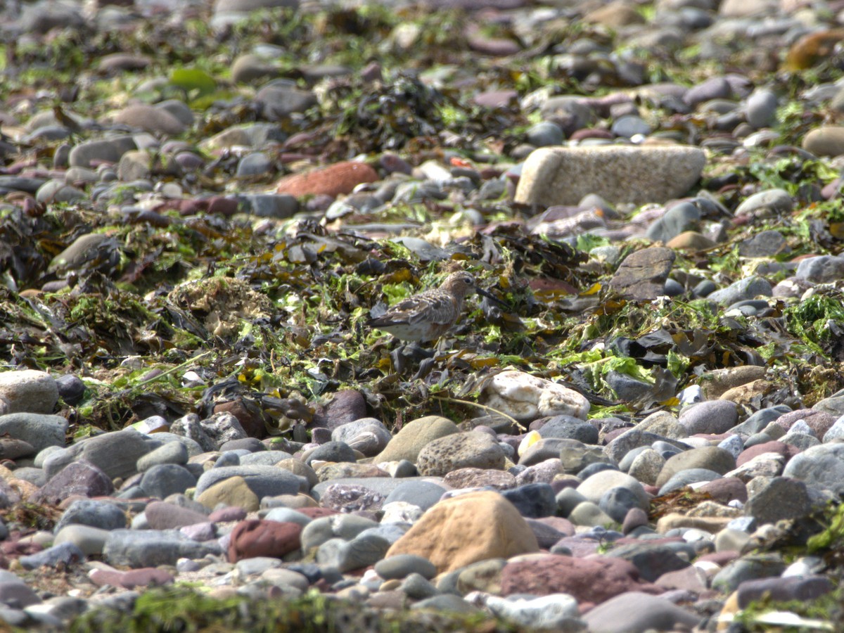 Curlew Sandpiper - ML637506982