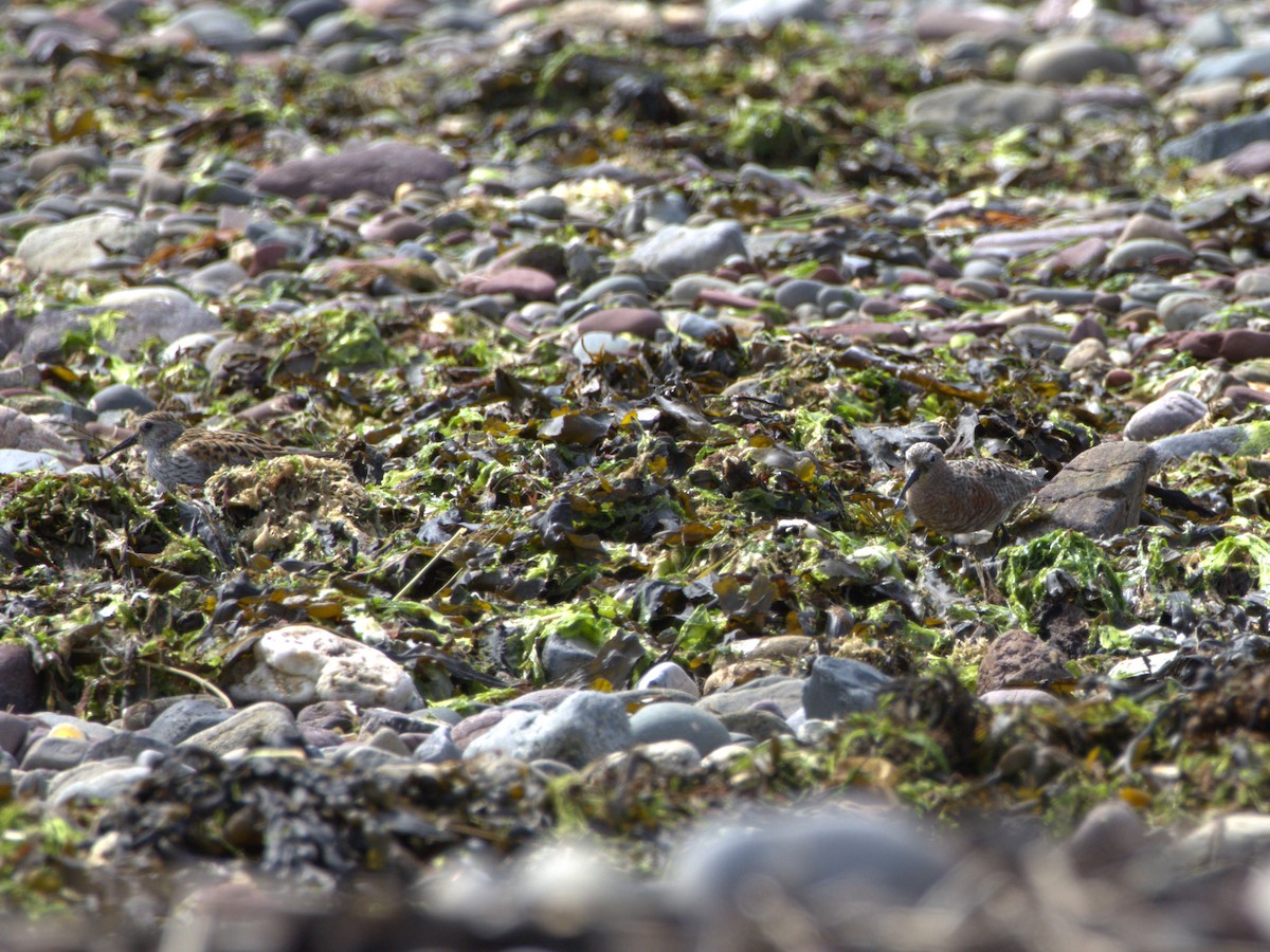 Curlew Sandpiper - ML637506983