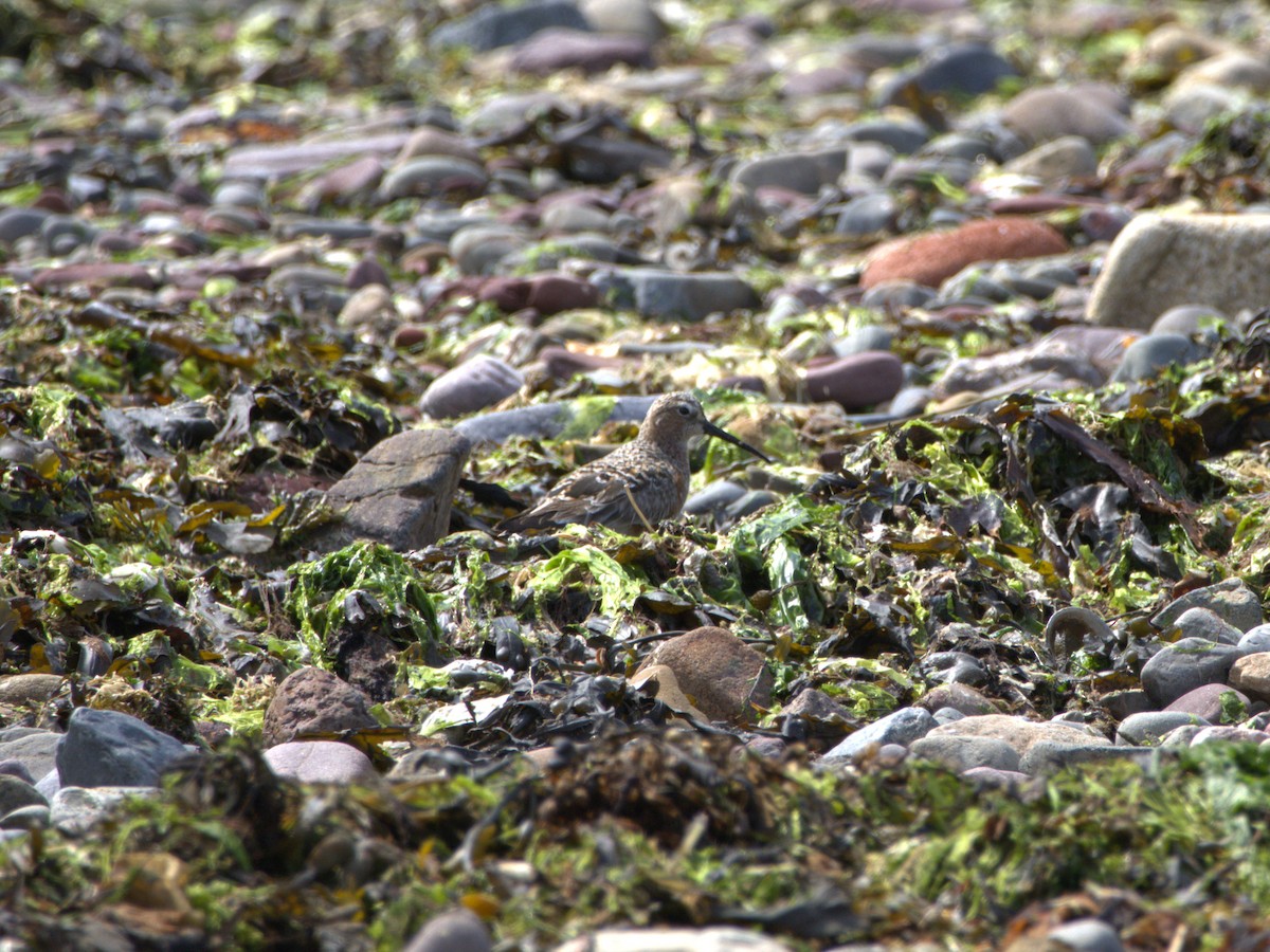 Curlew Sandpiper - ML637506984