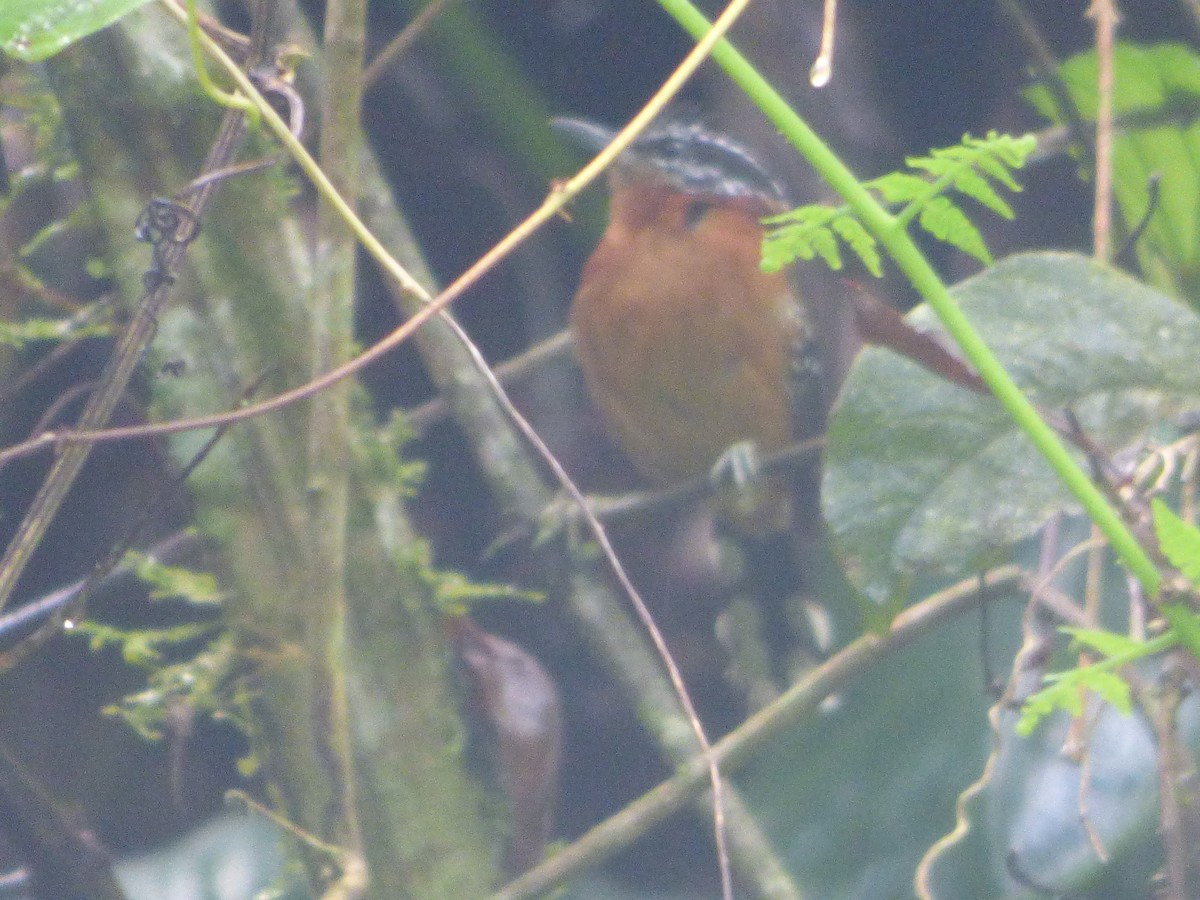 Ferruginous Antbird - ML637507057