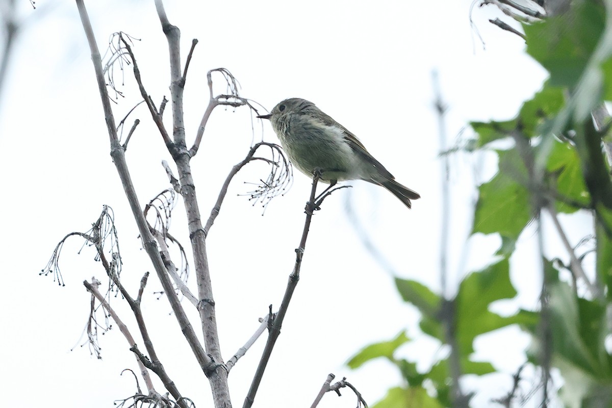 Ruby-crowned Kinglet - ML637507068