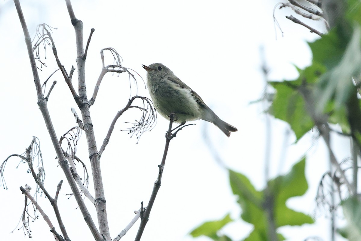 Ruby-crowned Kinglet - ML637507069