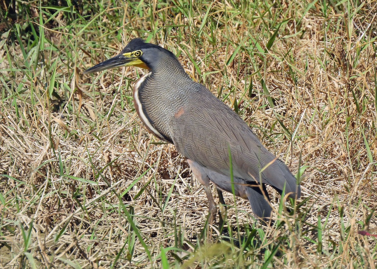 Bare-throated Tiger-Heron - ML637507107