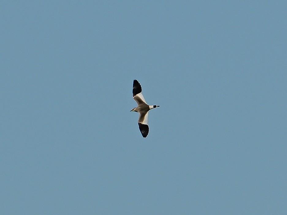 Sociable Lapwing - ML637507117