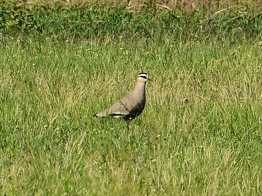 Sociable Lapwing - ML637507118