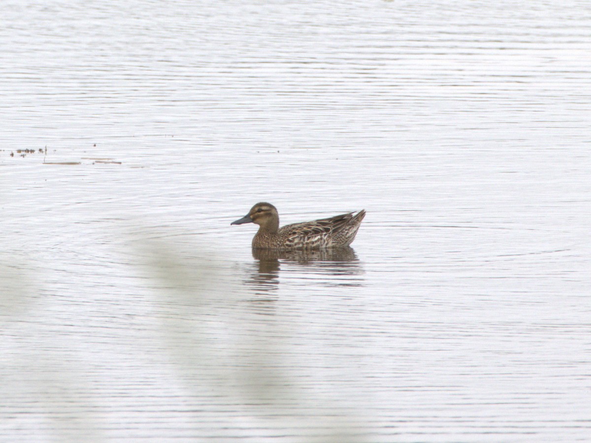 Garganey - ML637507121