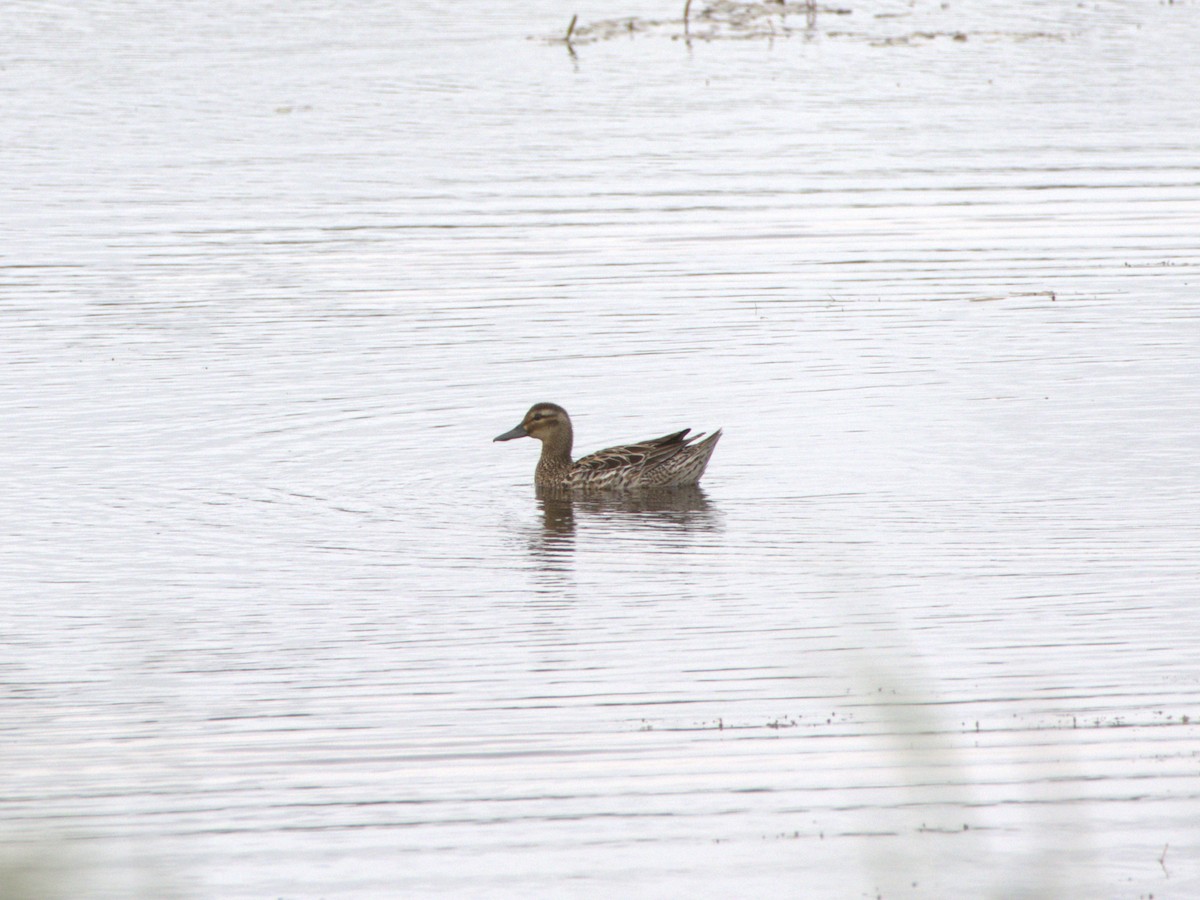 Garganey - ML637507122