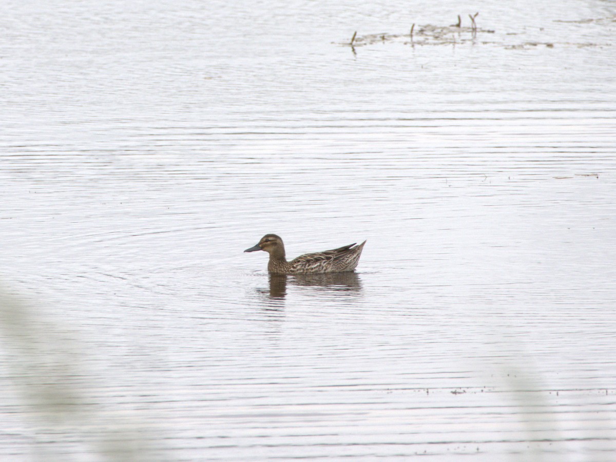 Garganey - ML637507123