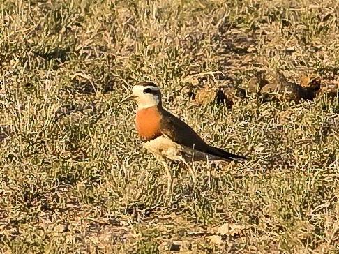 kulík kaspický - ML637507180