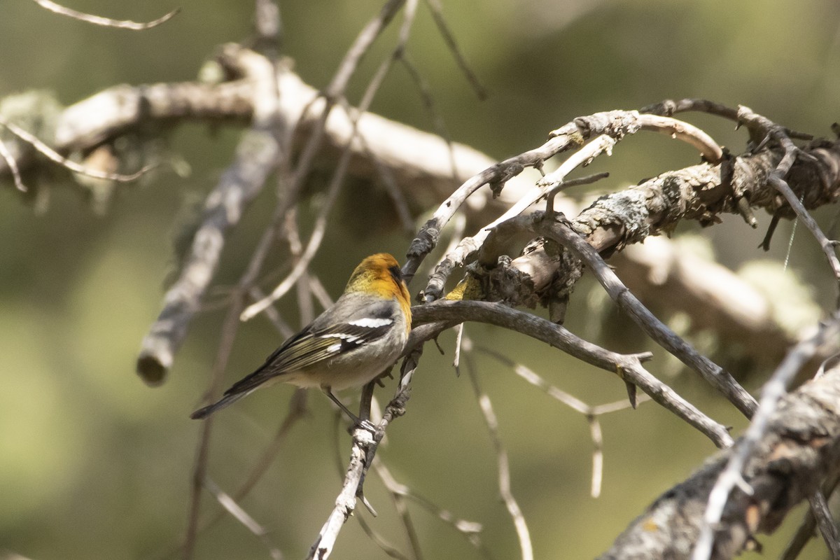 Olive Warbler - ML637507224
