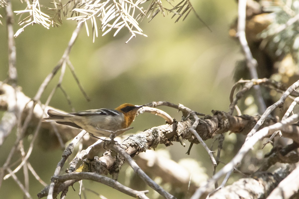 Olive Warbler - ML637507225