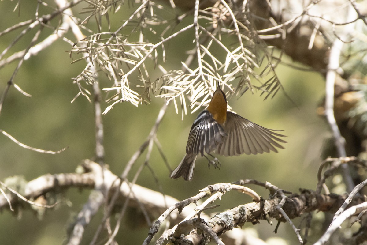 Olive Warbler - ML637507228