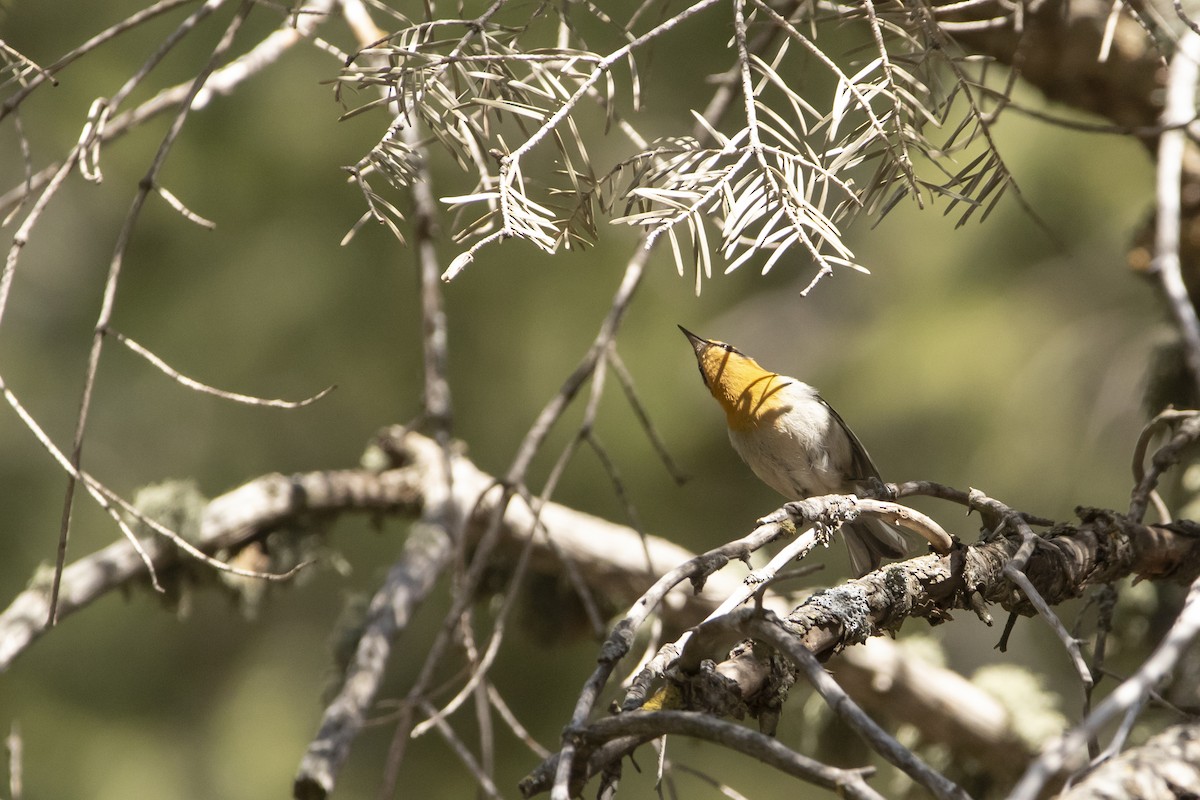 Olive Warbler - ML637507236