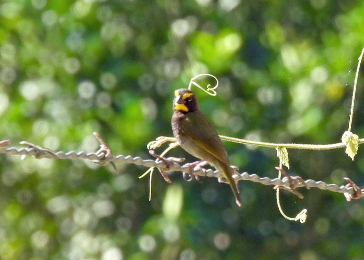Yellow-faced Grassquit - ML637507318