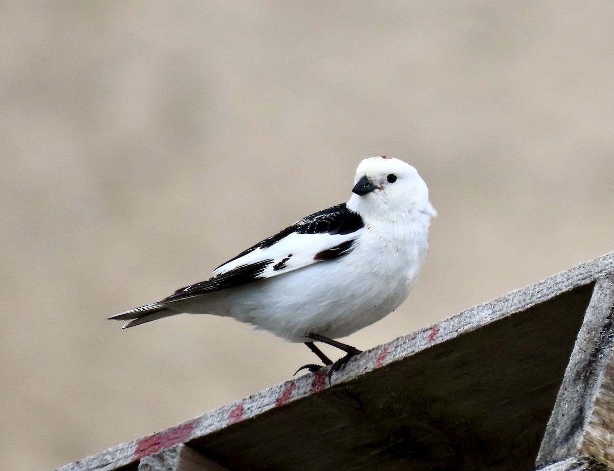 Snow Bunting - ML637507319