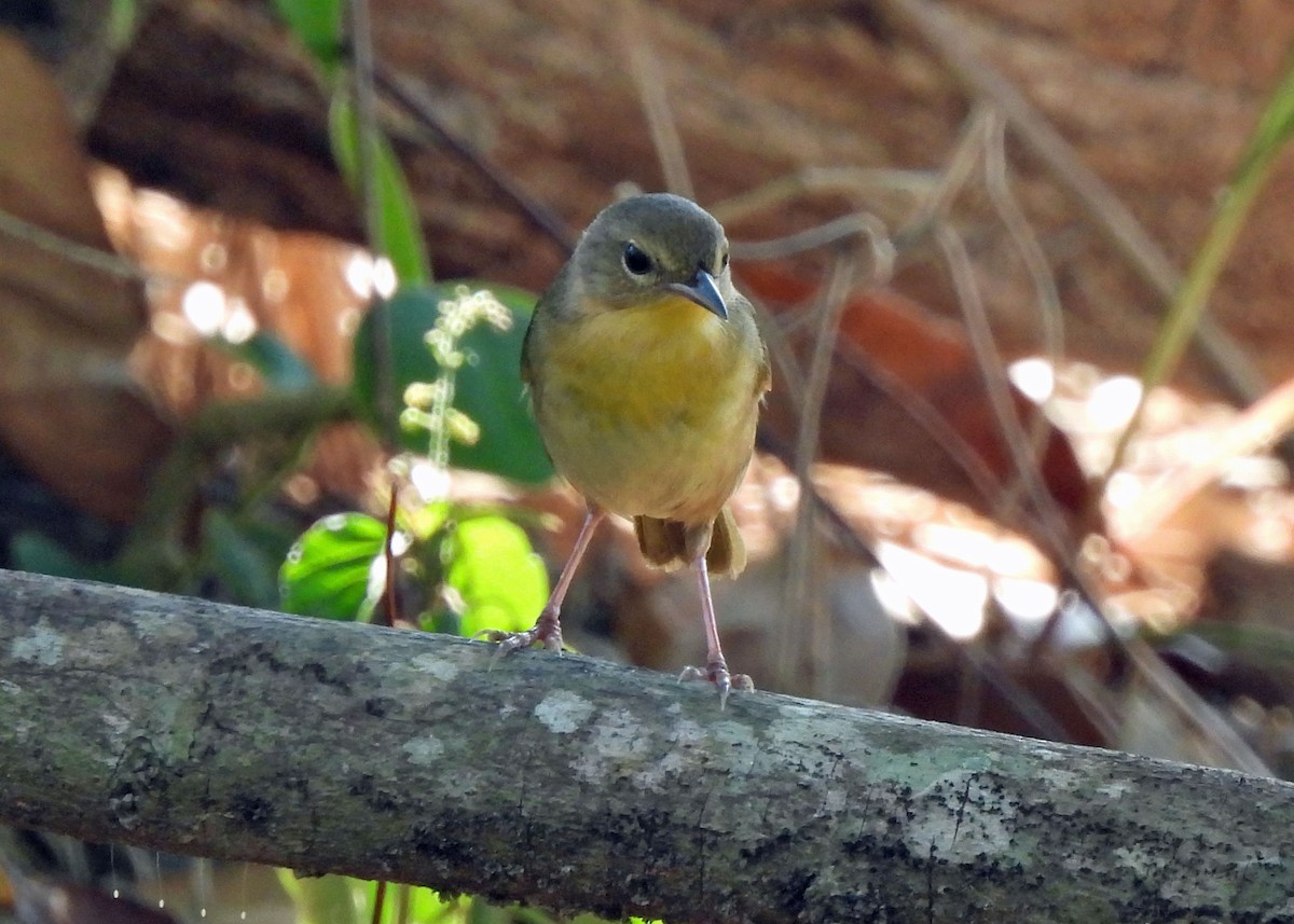 Yellow-faced Grassquit - ML637507323
