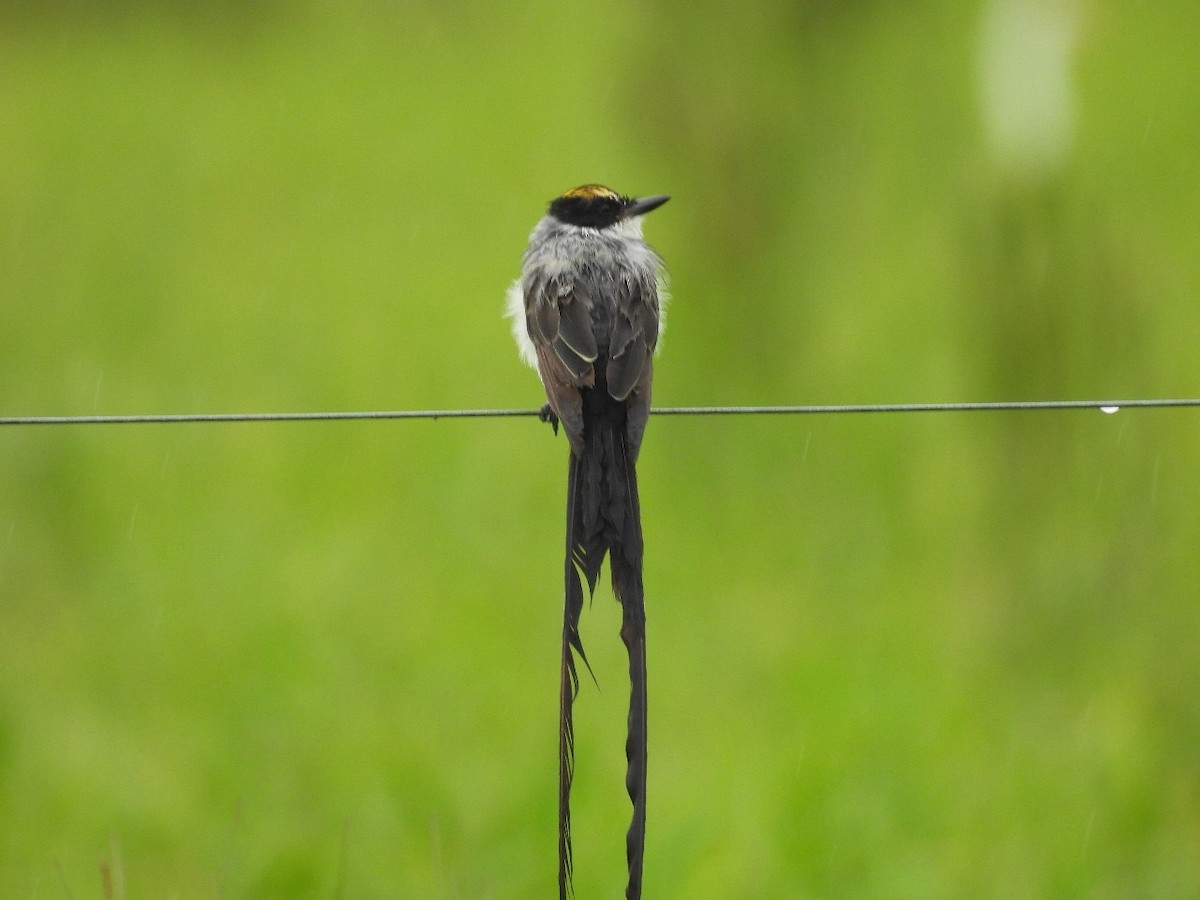 Fork-tailed Flycatcher - ML637507359